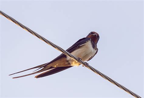 燕子 飛|帶著福氣的鳥兒：燕子